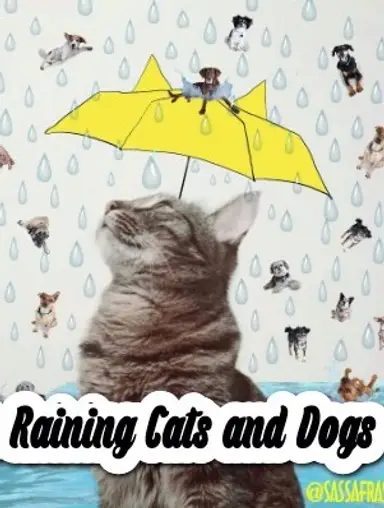 I’m Adding In Cats….