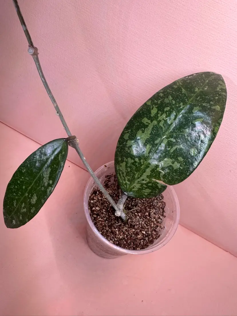 H. PMP 171 Silver (mom is full silver)