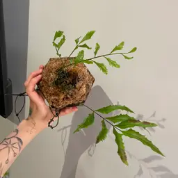 Drynaria rigidula whitei fern mounted