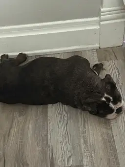 003-HOLD ORDER Till New Year 1/5/25! The Few Cents Of This Purchase Goes To Nora’s Treat Fund!