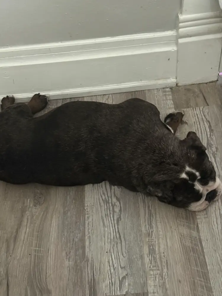 HOLD ORDER Till After Next Live ORDER APPROXIMATELY One Week $1 Goes To Nora’s Snack Fund