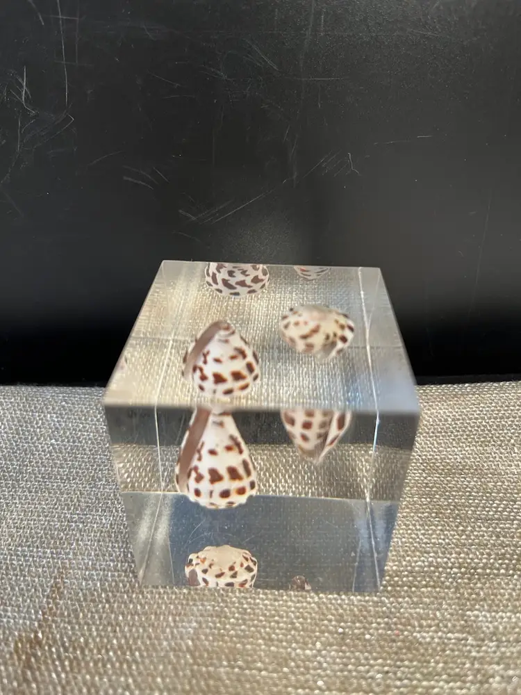 Lucite Cube w/ 2 Sea Shells Paperweight