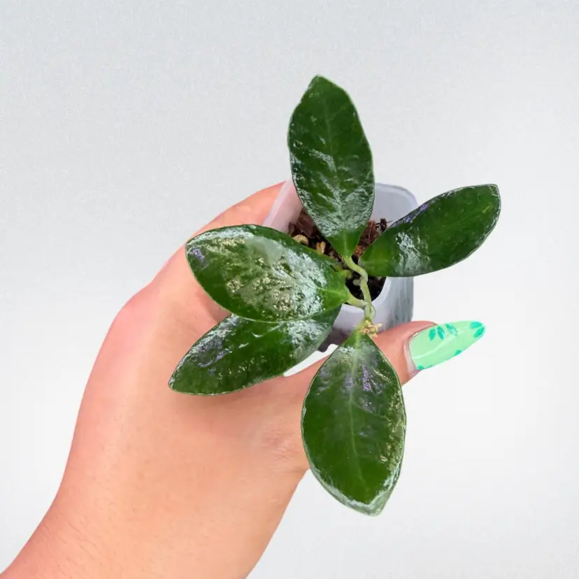 Hoya sp. Sapuroa
