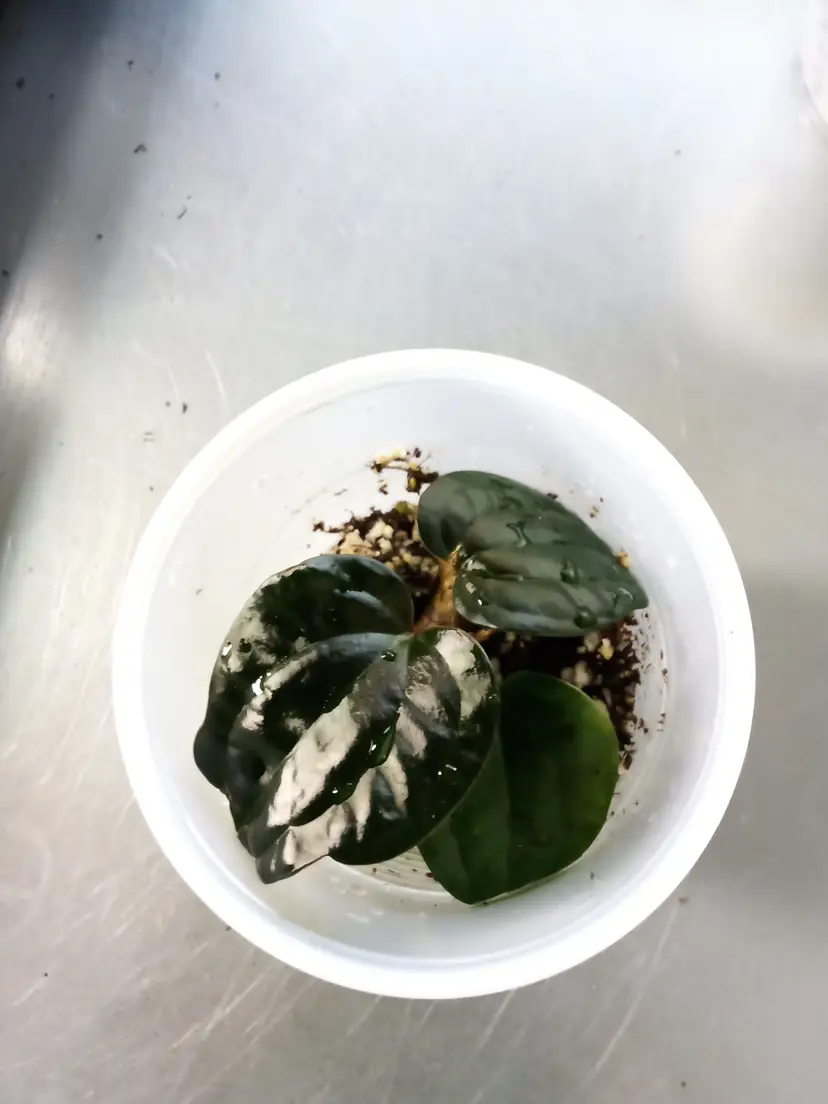 Anthurium (PapxDress)x Lux dark form start