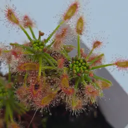 GEMMAE- Drosera scorpioides
