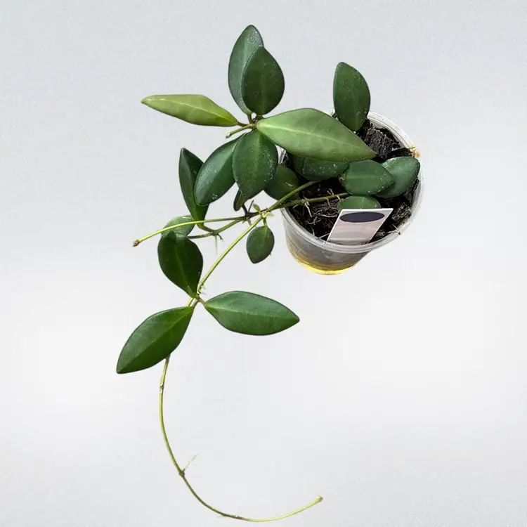 1094 Hoya aff burtoniae