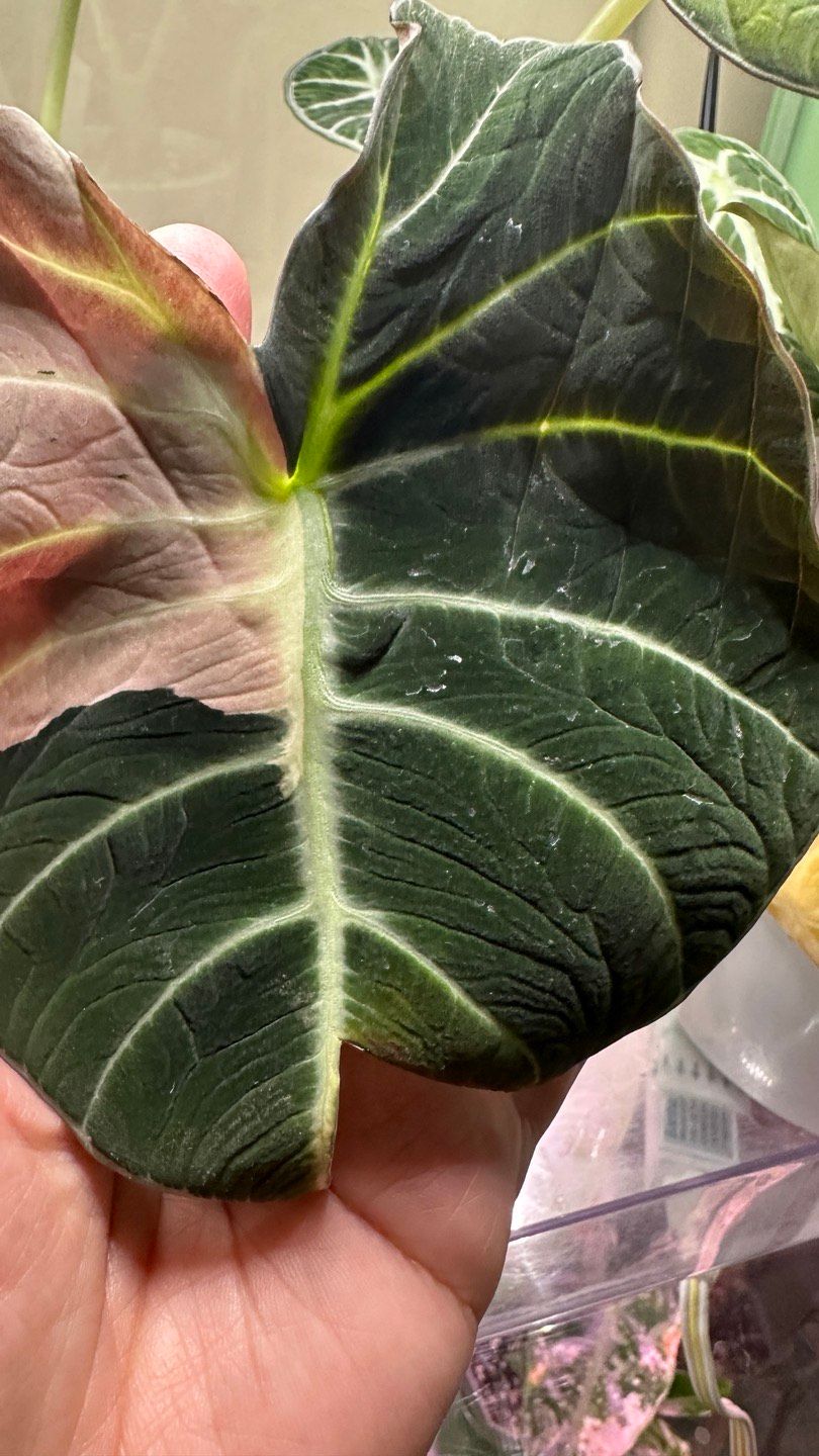 Alocasia Black Velvet Pink 1-Mother plant