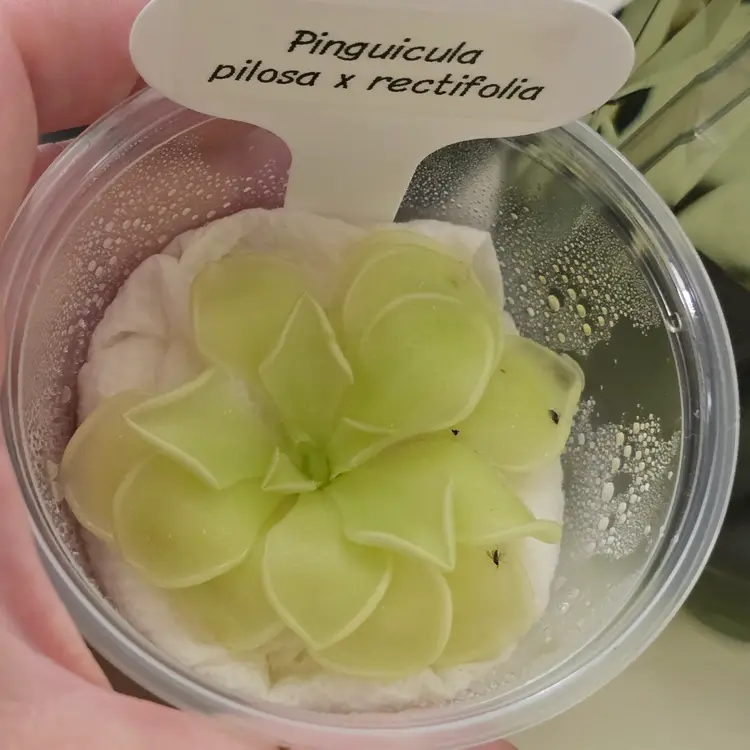 Pinguicula pilosa x rectifolia