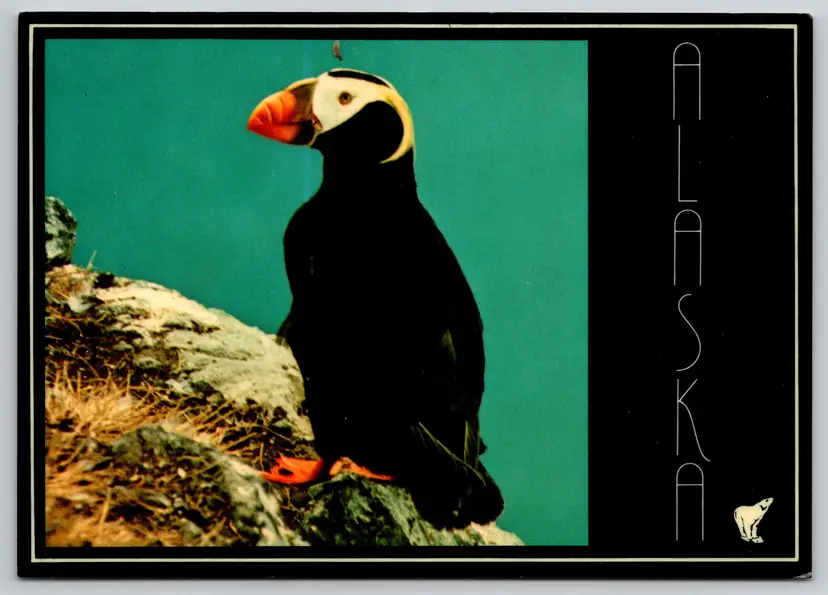 Postcard The Alaskan Tufted Puffin Fratercula cirrhata Ornithology - 8936