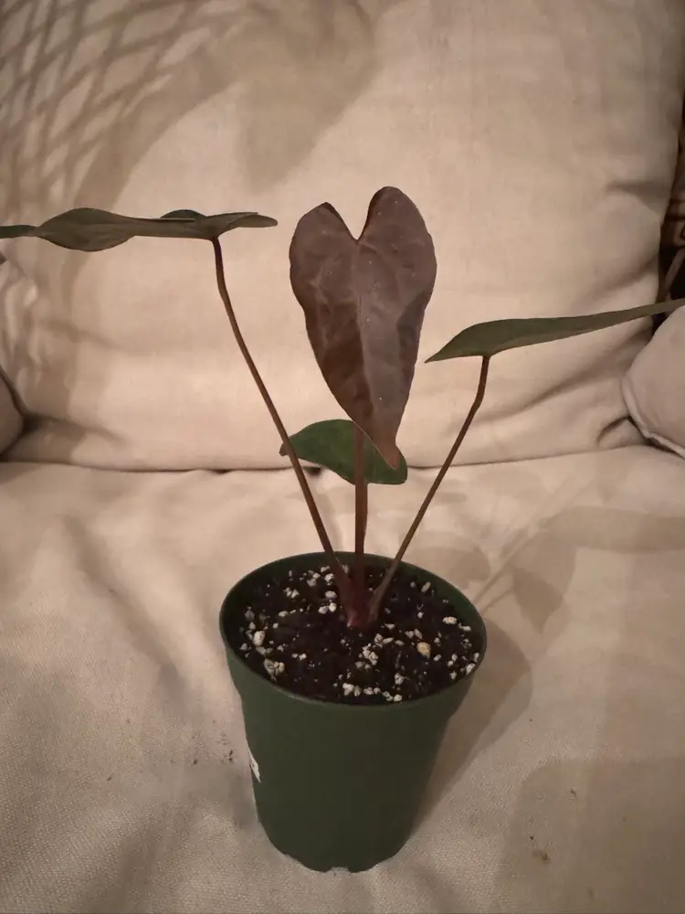 Green AOS X Parrot Feathers