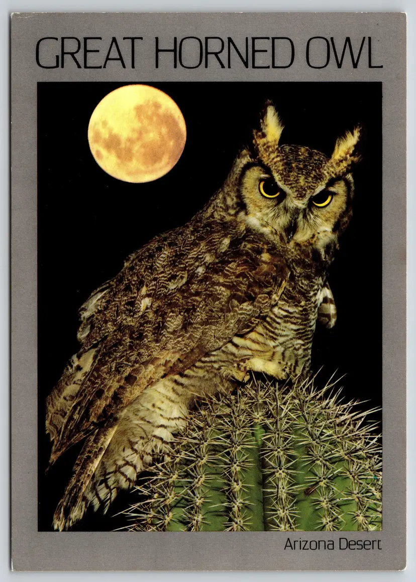Postcard Great Horned Owl on Cactus at Night Birds Bubo virginianus - 9726