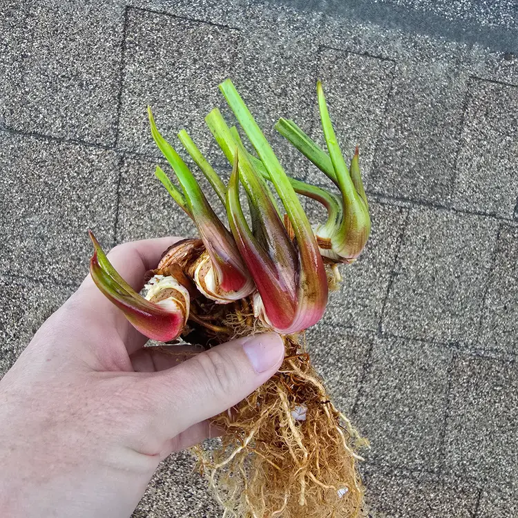 Huge Sarracenia 'Leah Wilkerson' x 'Adrian Slack'