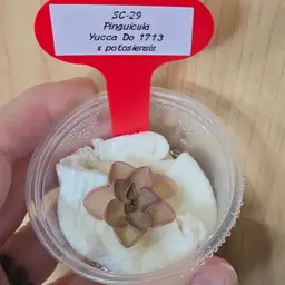 SC-29 Pinguicula Yucca Do 1713 x potosiensis