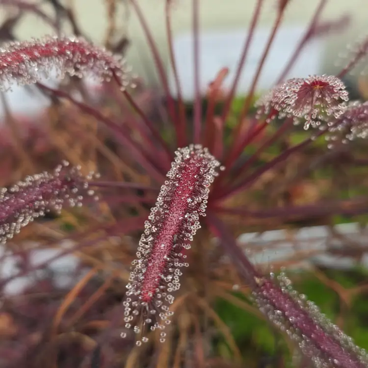 SEEDS- Drosera capensis (Dark Maroon Red)