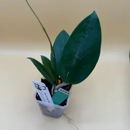 0085 Verticillata Chiang Rai