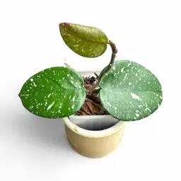 Bonii round leaf splash