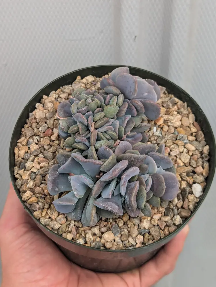 Echeveria 'Cubic' crest