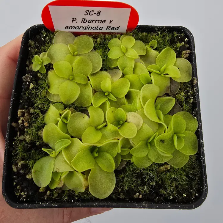 BABY Pinguicula Hybrid SC-8 ibarrae X emarginata Red
