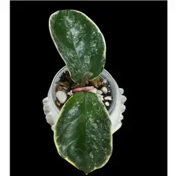 Hoya krimson queen Splash