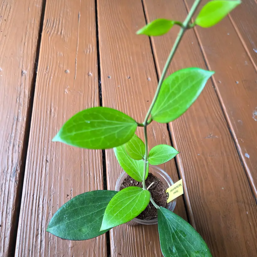 Hoya Nicholsoniae