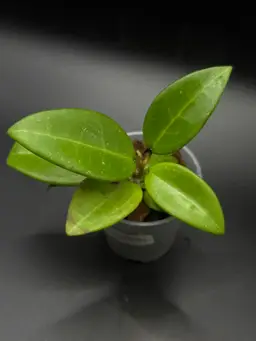 **SEEDLING** Hoya RHM2507 KZ-11 (AH Black Tiger x Unk)