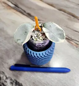 Hoya 'Argentea Picta'