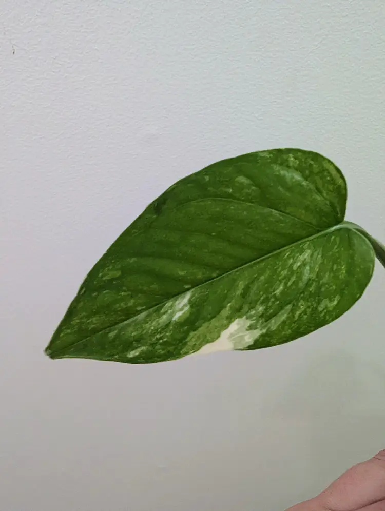 Colorado Constellation