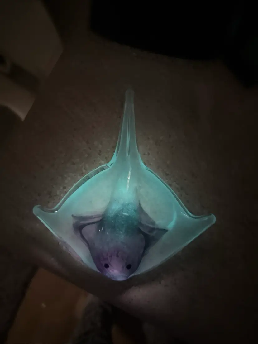 5.5” Long And Wings 4” To 4” & 1” Tall UV Its Glows String Ray Paperweight A 1” Tall By The Wings And Tail