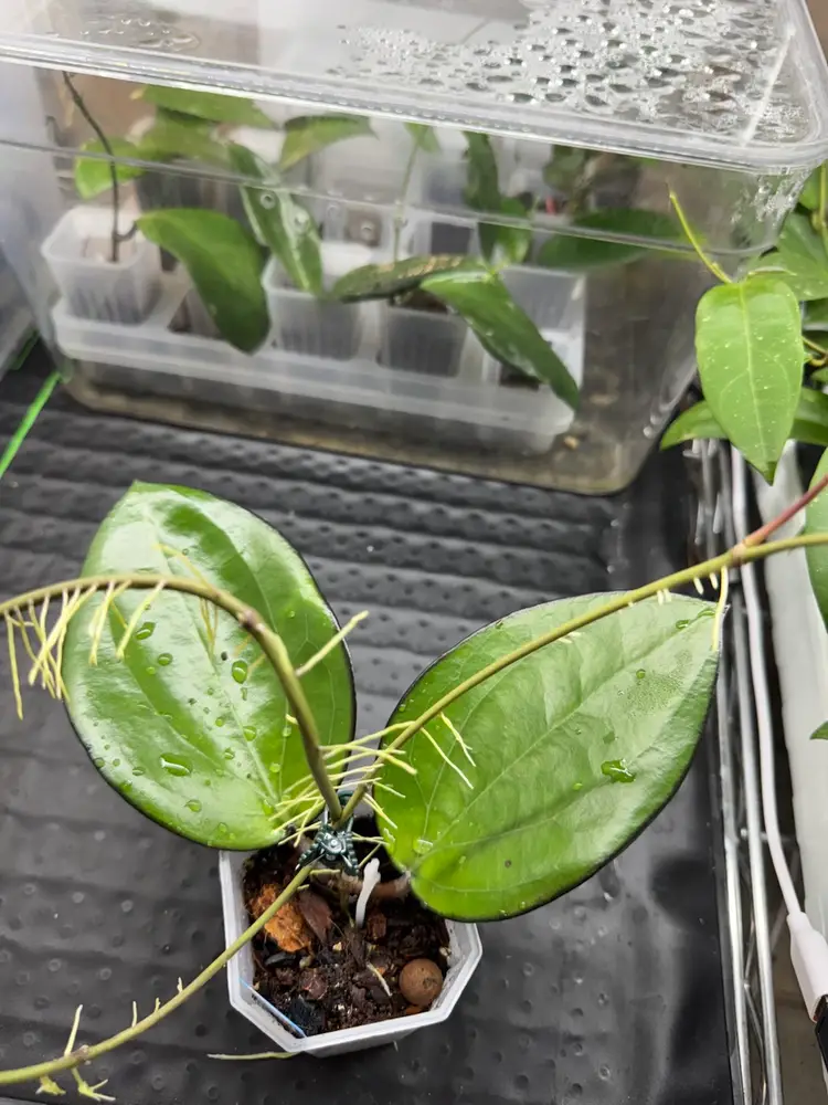 Hoya sp (Buma Jawa) from UPT