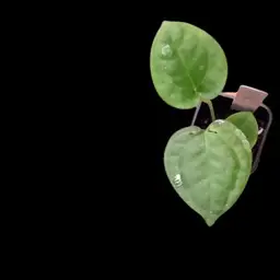 Anthurium Goliath x Lux seedling