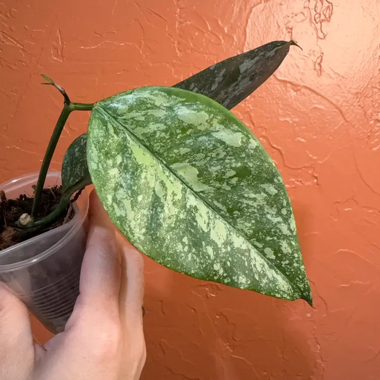 2056 Hoya coriacea (splash)
