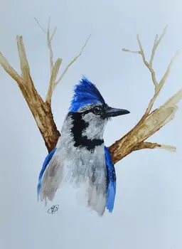 Blue Jay Original Watercolor Painting Signed By The Artist 5x7