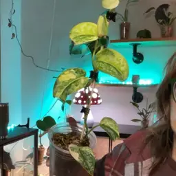 Tricolor Rajatapura Scindapsus