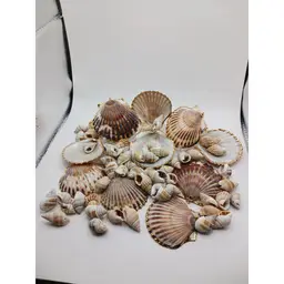 Natural Shell Pendants and Beads