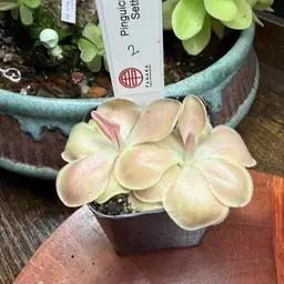 Pinguicula “Sethos” #2