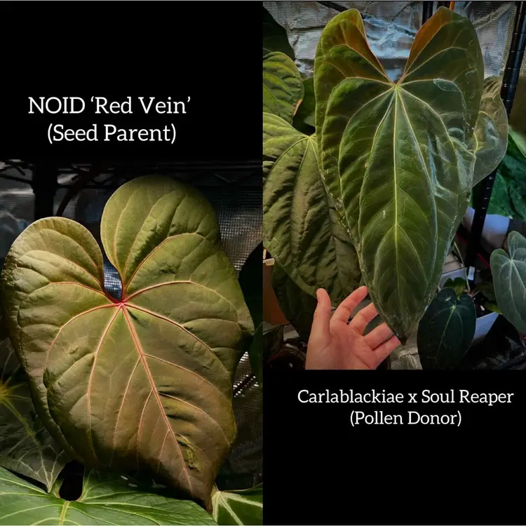 Anthurium NOID Red Vein x (Carlablackiae x Soul Reaper)