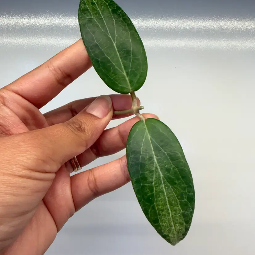 Pink mojito cutting