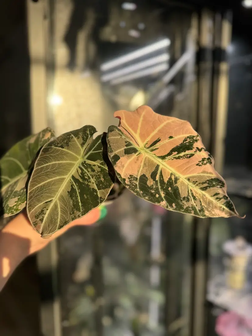 Livestream thumbnail