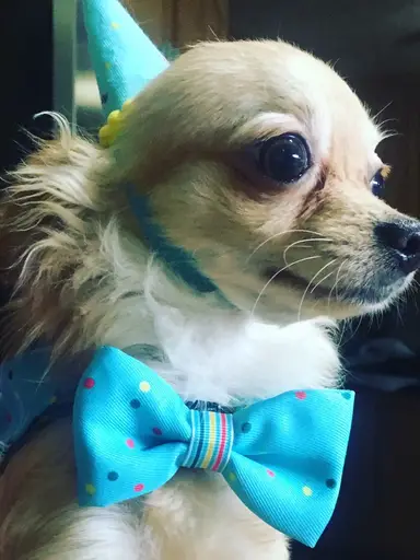 Vintage Variety! Anything New? 