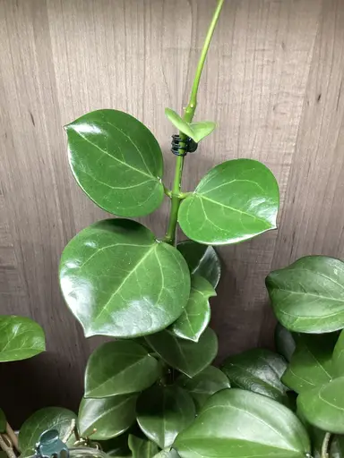 On Tuesdays We Fill In