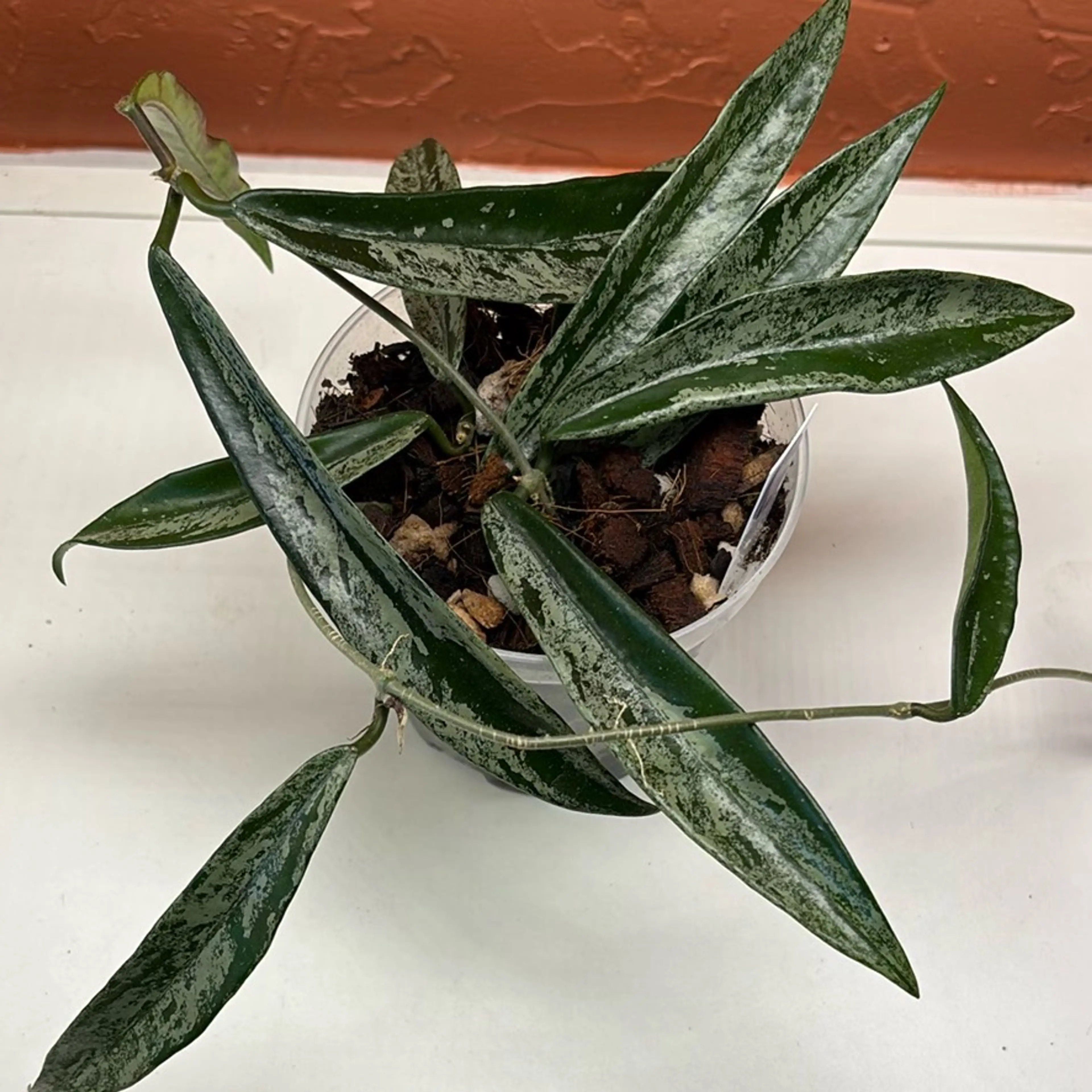 Image 4 of 4
