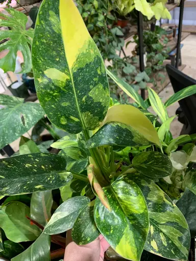 Yaya’s Houseplants!