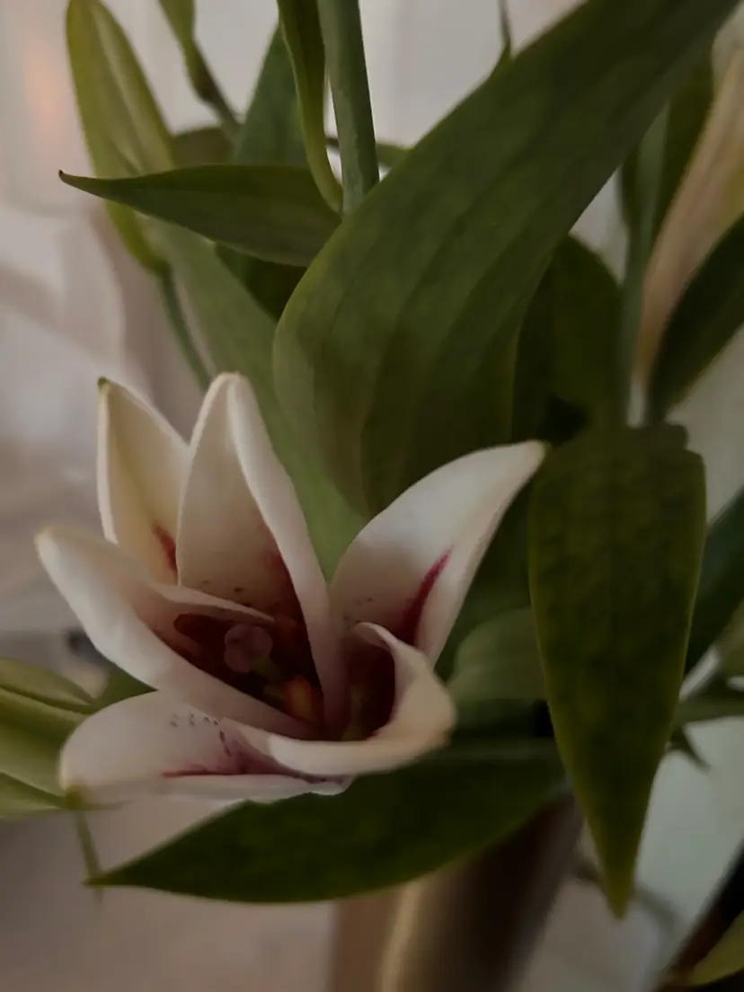 Livestream thumbnail