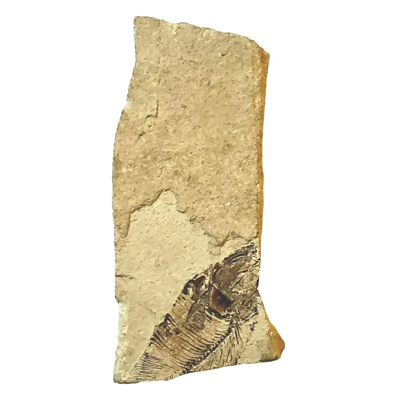 Bony Fossil Stone Embedded Approximately 5" x 2 1/4" no other info