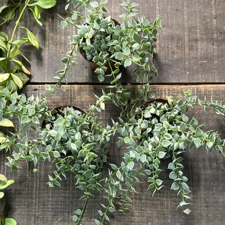 2 inch trailing Var. Million Hearts (3 Pack)