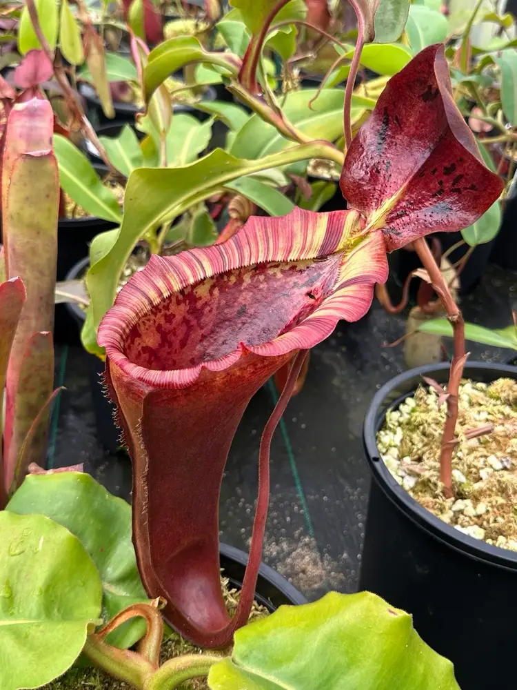 Nepenthes Auctions 