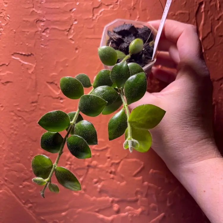 Hoya aeschynanthoides