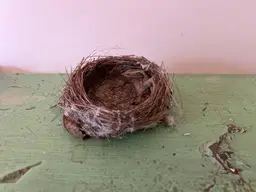 Small Natural Birds Nest- Abandoned by New York Bird. Natural Home Decor #9