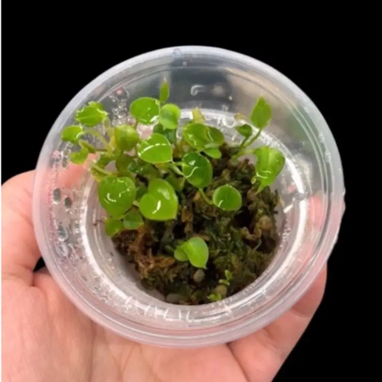 A12 1 seedling Anthurium MG-12