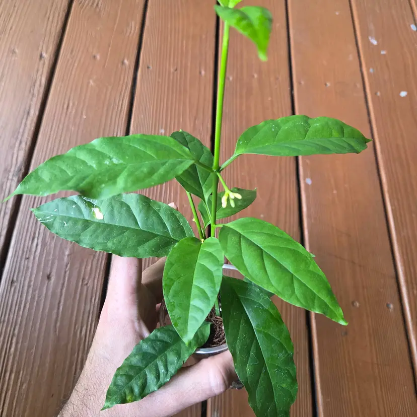 Hoya solokensis